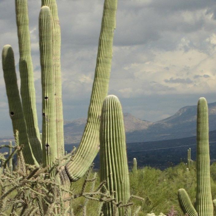 Saguaro - Poppy + Clover